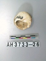 藏品(螺殼)的圖片